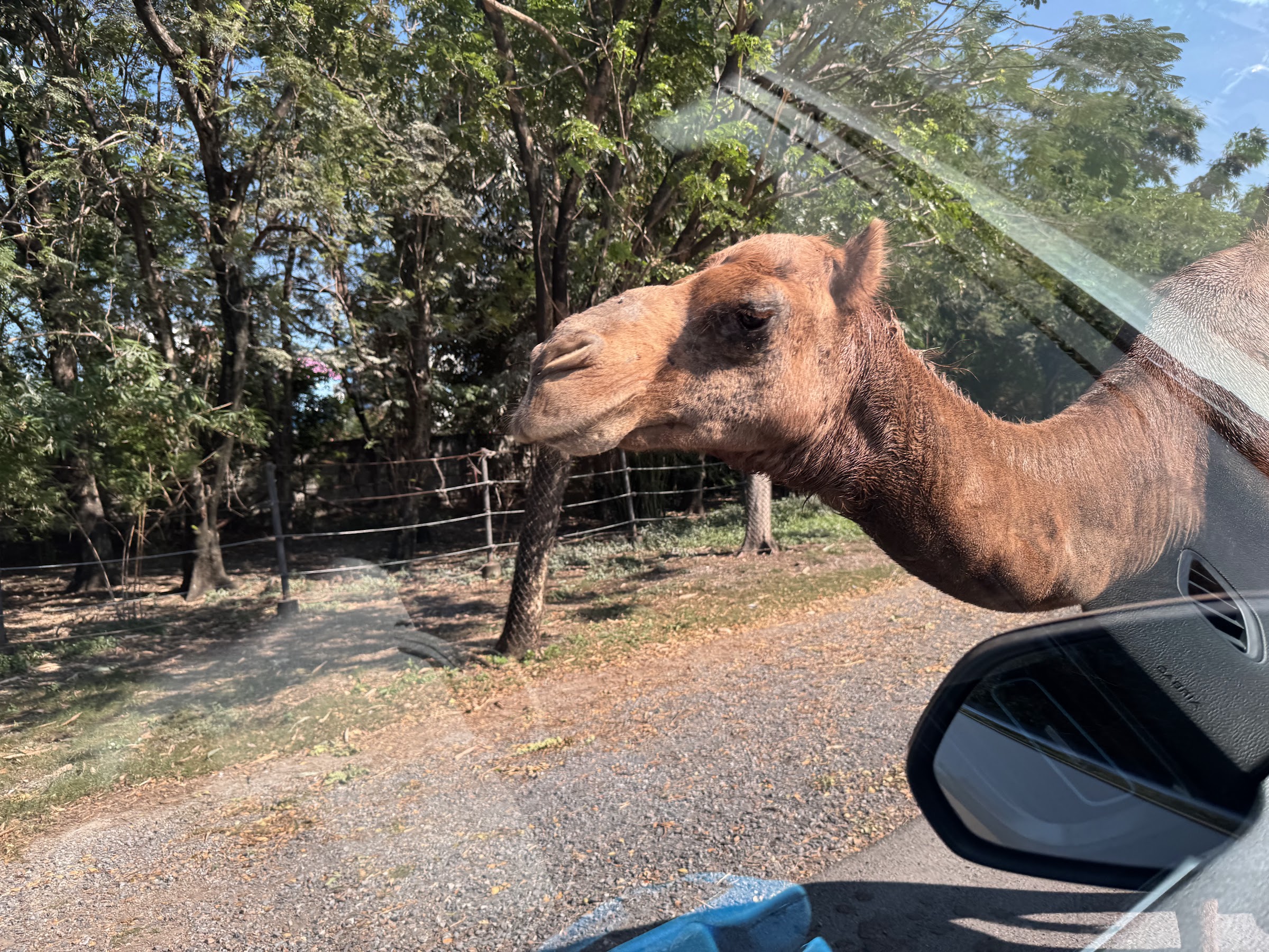 サファリワールドで車の窓からラクダに餌をあげる様子
