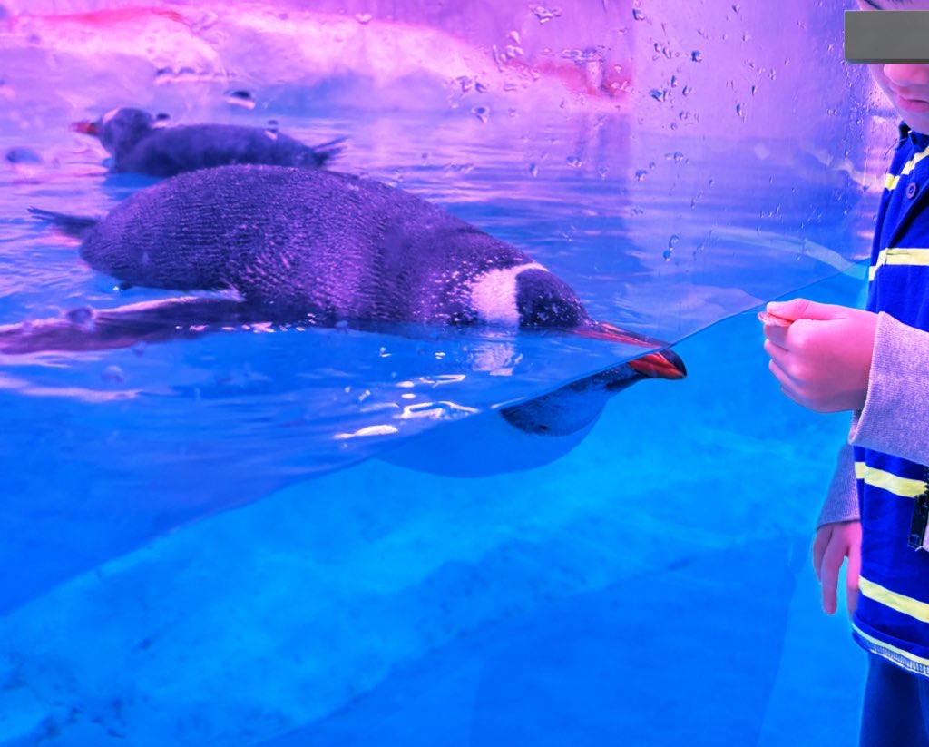 SEA LIFE Bangkokのペンギンゾーン、間近で見るペンギン