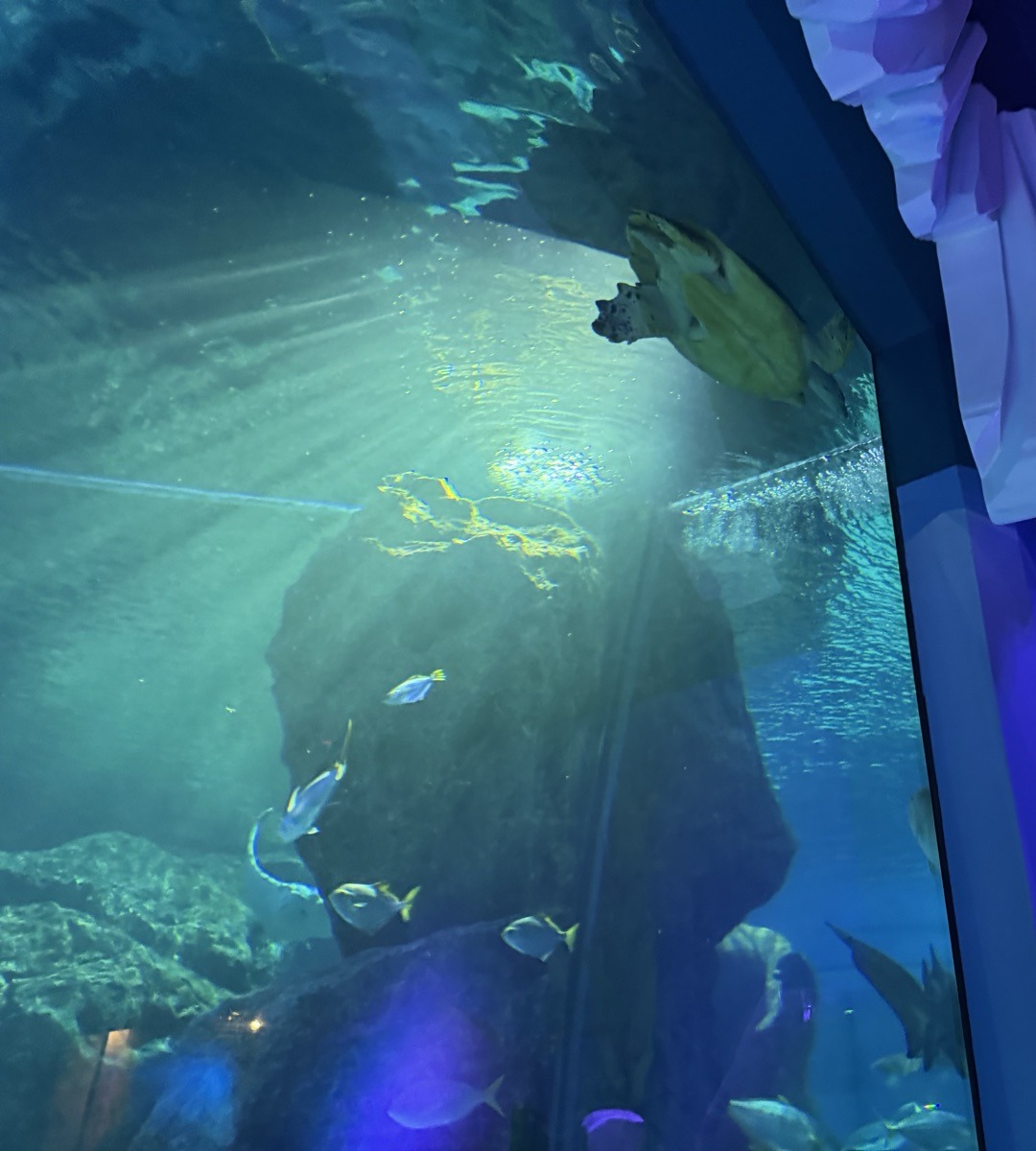 SEA LIFE Bangkokの水中トンネル、頭上を泳ぐウミガメ