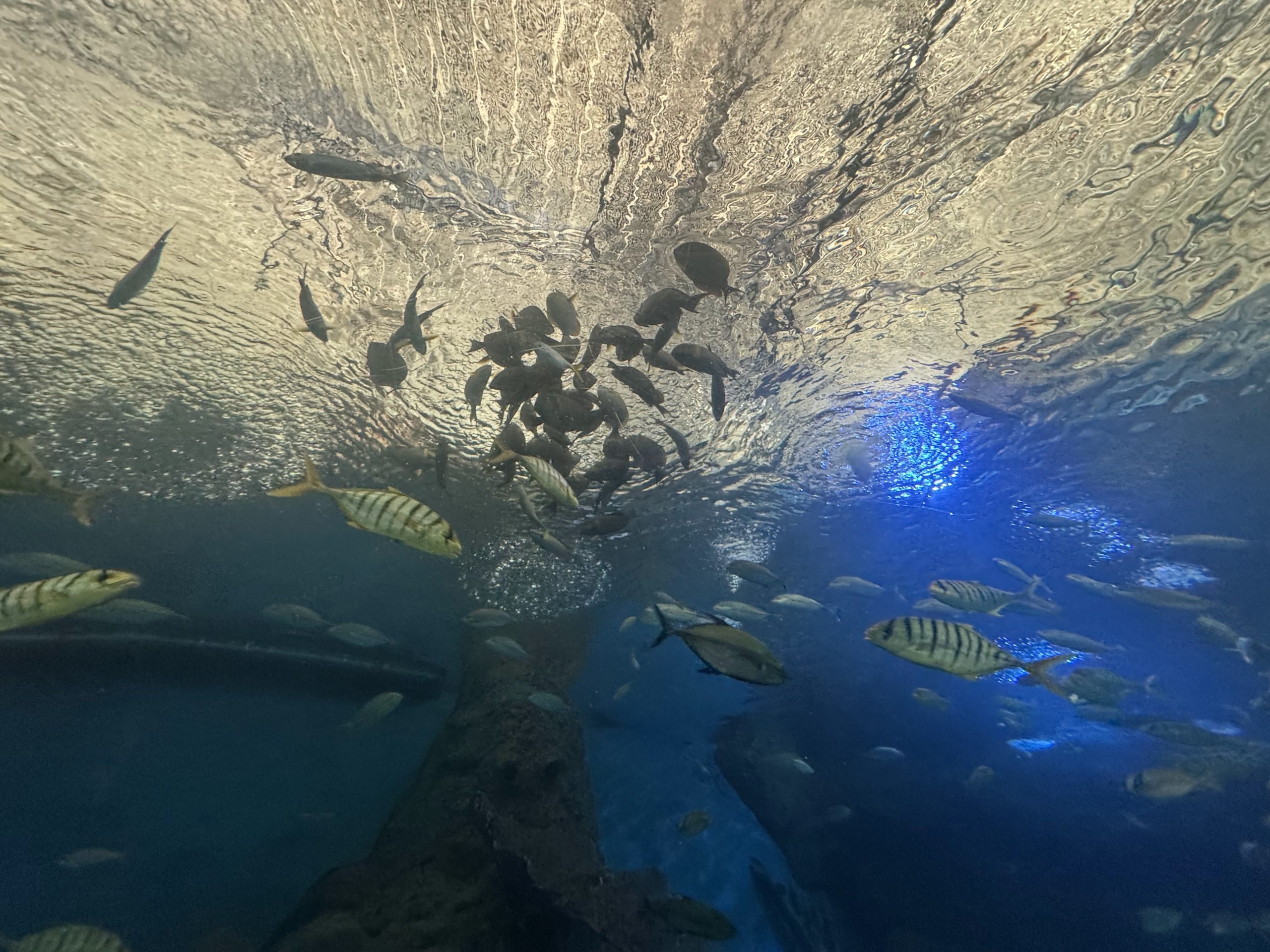 アンダーウォーターワールドパタヤの水中トンネルを泳ぐ魚の群れ
